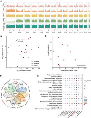Chromosome-level genome assembly of Niphotrichum japonicum provides new insights into heat stress responses in mosses